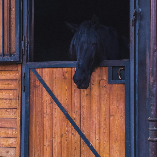 South Coast Property Development Stable